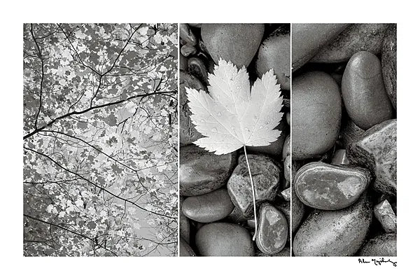 Nature Trio by Alan Majchrowicz. SKU 2990i. Archival Giclee Fine art print for wall decor.