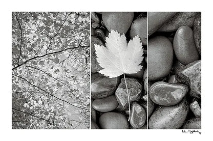 Nature Trio by Alan Majchrowicz. SKU 2990i. Archival Giclee Fine art print for wall decor.