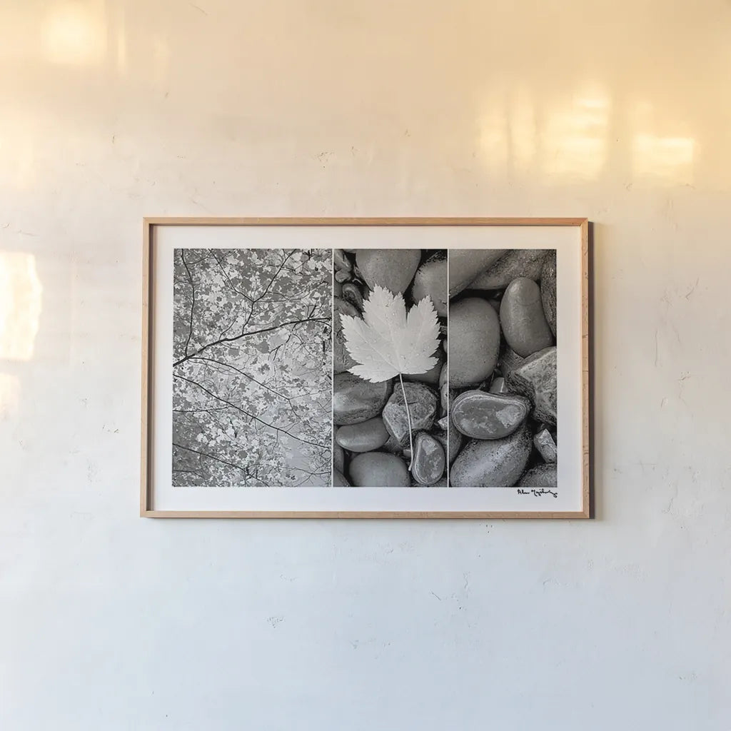Nature Trio by Alan Majchrowicz. shown as a paper print in a natural frame. Available as a archival giclee rolled canvas, fine art paper, or poster print. SKU 2990i.