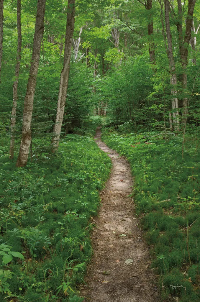 North Country Trail by Alan Majchrowicz. SKU 62466h. Archival Giclee Fine art print for wall decor.