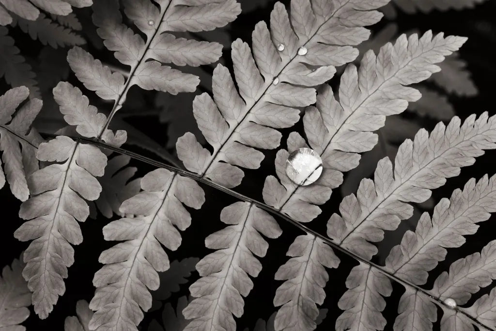 Oak Fern by Alan Majchrowicz. SKU 46087i. Archival Giclee Fine art print for wall decor.