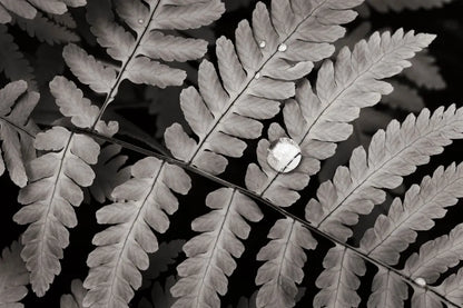 Oak Fern by Alan Majchrowicz. SKU 46087i. Archival Giclee Fine art print for wall decor.