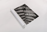 Oak Fern by Alan Majchrowicz. shown as a rolled paper print. Available as archival giclee rolled canvas, fine art paper, or poster print. SKU 46087i.