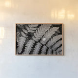 Oak Fern by Alan Majchrowicz. shown as a paper print in a natural frame. Available as a archival giclee rolled canvas, fine art paper, or poster print. SKU 46087i.