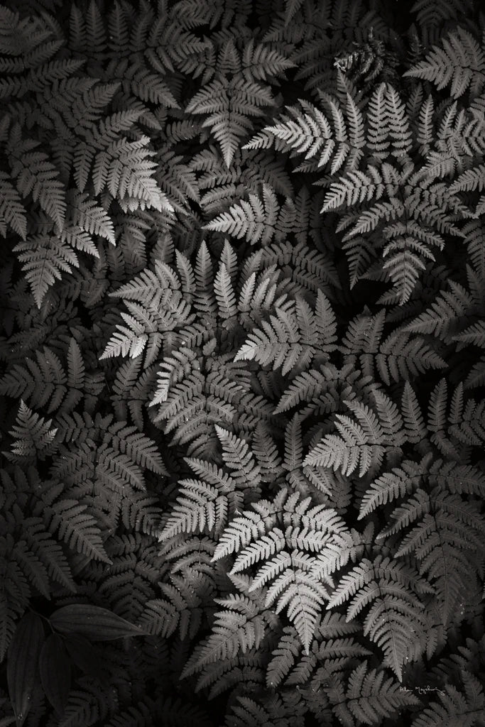Oak Ferns by Alan Majchrowicz