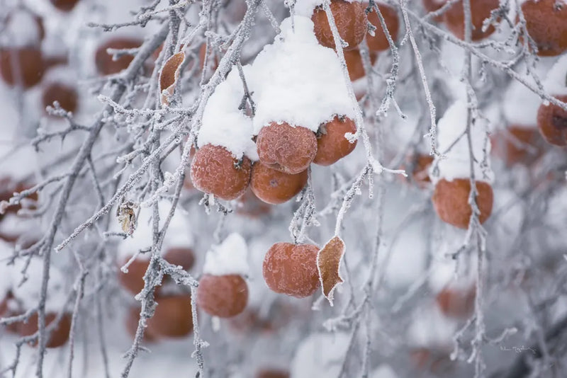Orchard in Winter by Alan Majchrowicz. SKU 60631i. Archival Giclee Fine art print for wall decor.