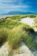 Oregon Dunes Grass by Alan Majchrowicz. SKU 53745h. Archival Giclee Fine art print for wall decor.