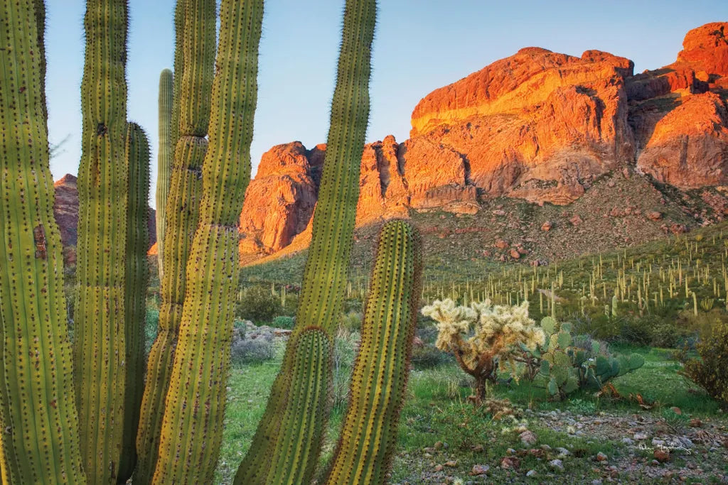 Organ Pipe Cactus National Monument Arizona by Alan Majchrowicz. SKU 84036i. Archival Giclee Fine art print for wall decor.