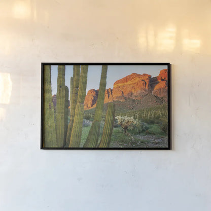 Organ Pipe Cactus National Monument Arizona by Alan Majchrowicz. shown as a paper print in a black flame. Available as a archival giclee rolled canvas, fine art paper, or poster print. SKU 84036i.