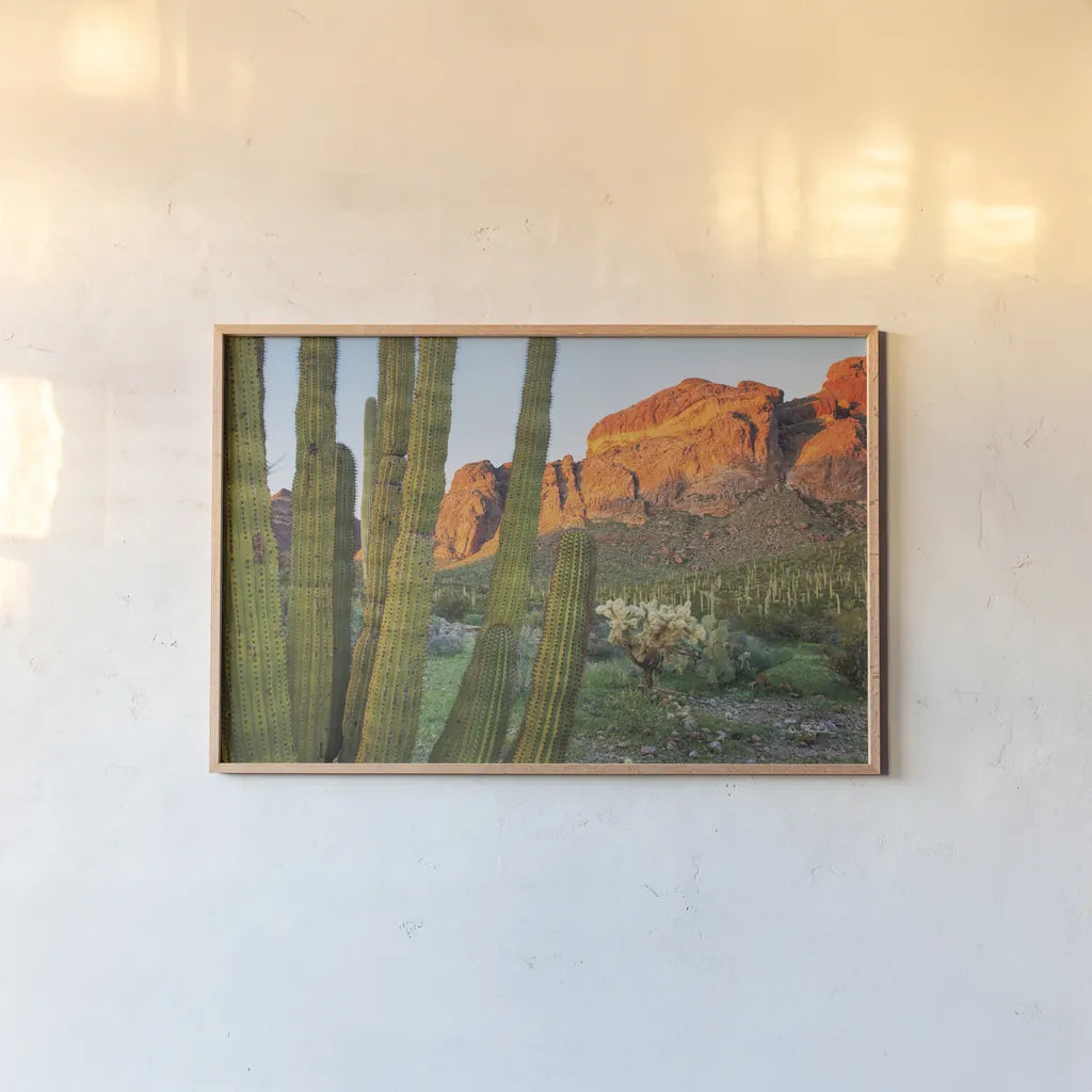 Organ Pipe Cactus National Monument Arizona by Alan Majchrowicz. shown as a paper print in a natural frame. Available as a archival giclee rolled canvas, fine art paper, or poster print. SKU 84036i.