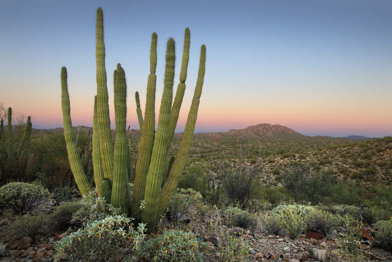 Organ Pipe Cactus at Dusk by Alan Majchrowicz. SKU 84035i. Archival Giclee Fine art print for wall decor.