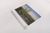Organ Pipe Cactus at Dusk by Alan Majchrowicz. shown as a rolled paper print. Available as archival giclee rolled canvas, fine art paper, or poster print. SKU 84035i.