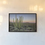 Organ Pipe Cactus at Dusk by Alan Majchrowicz. shown as a paper print in a black flame. Available as a archival giclee rolled canvas, fine art paper, or poster print. SKU 84035i.