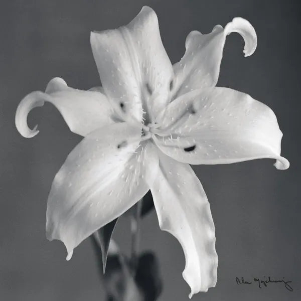 Orient Lily I  Crop by Alan Majchrowicz. SKU 44143a. Archival Giclee Fine art print for wall decor.