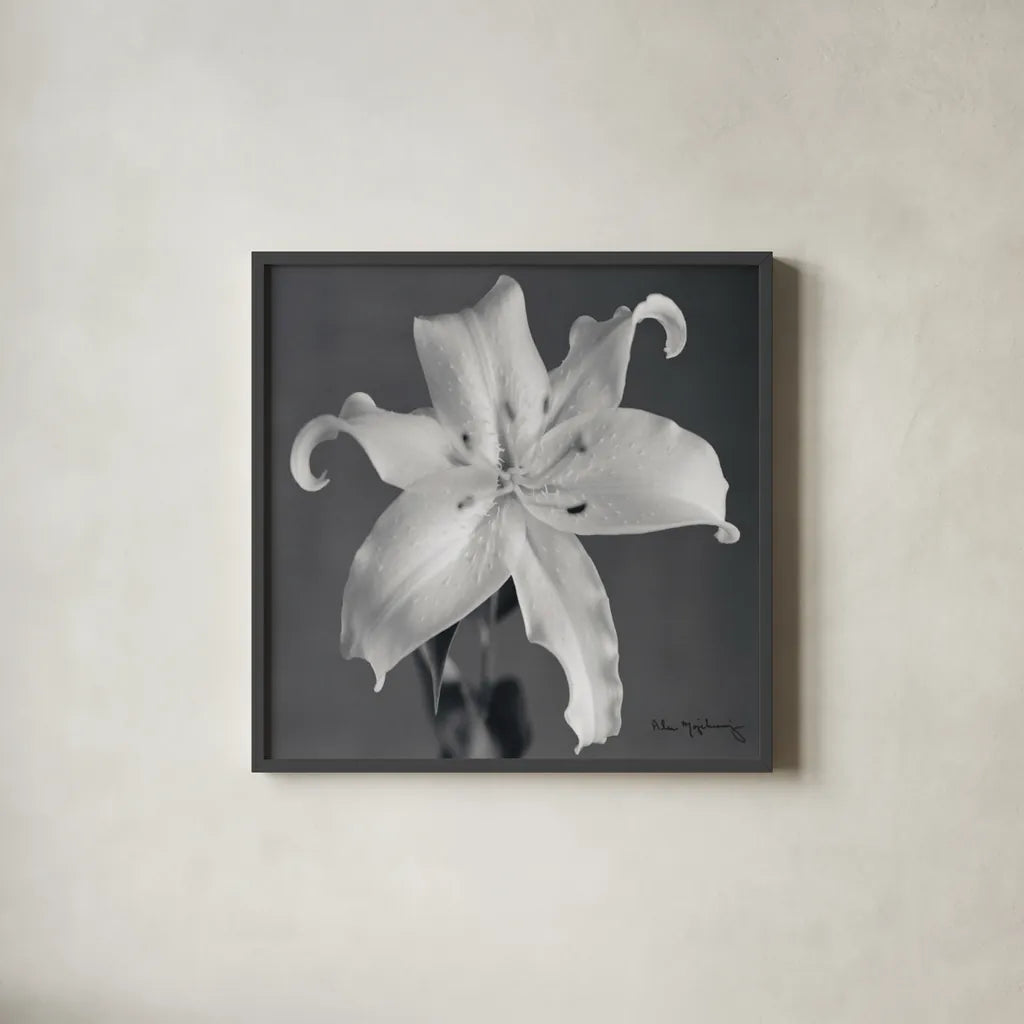 Orient Lily I  Crop by Alan Majchrowicz. Shown in a sleek black glass frame for a contemporary gallery look. Available as an archival giclee rolled canvas, fine art paper, or poster print. SKU 44143a.