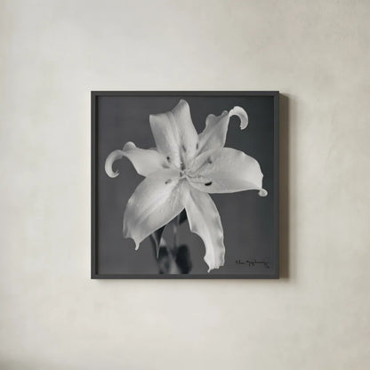 Orient Lily I  Crop by Alan Majchrowicz. Shown in a sleek black glass frame for a contemporary gallery look. Available as an archival giclee rolled canvas, fine art paper, or poster print. SKU 44143a.