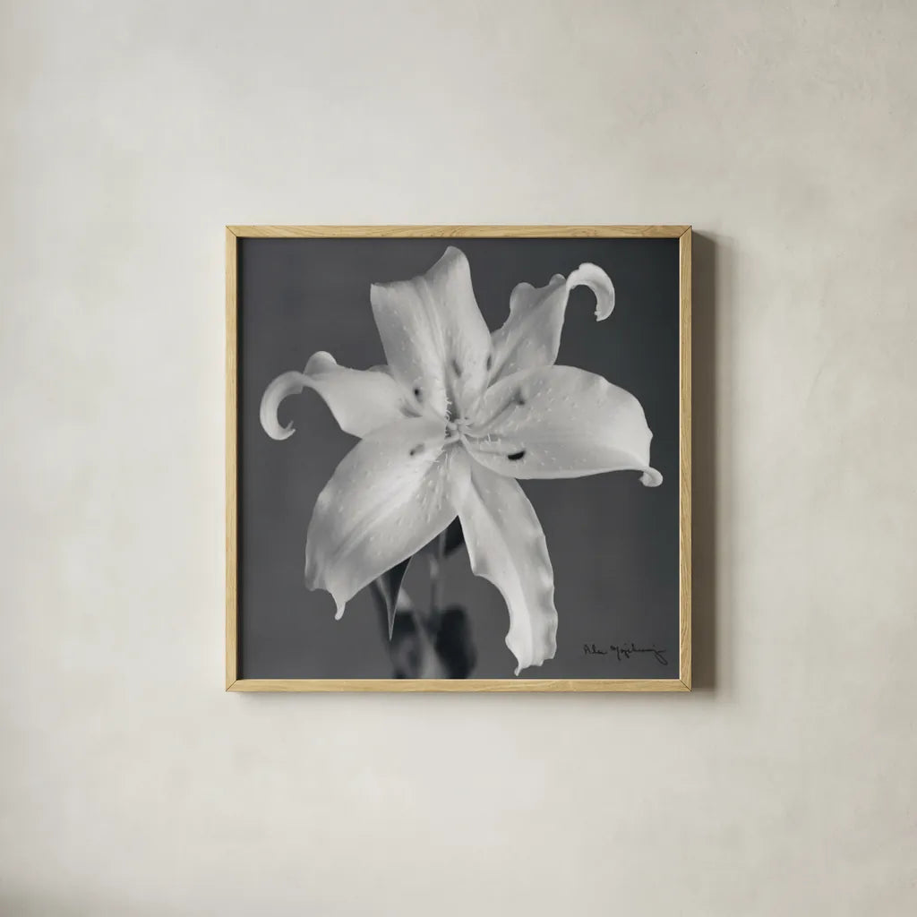 Orient Lily I  Crop by Alan Majchrowicz. Shown in a natural wood glass frame for a timeless modern aesthetic. Available as an archival giclee rolled canvas, fine art paper, or poster print. SKU 44143a.