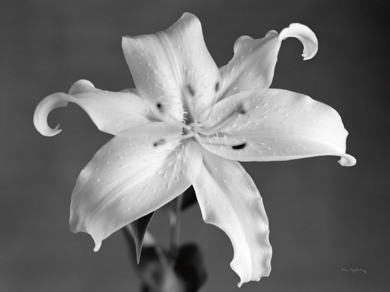 Orient Lily I by Alan Majchrowicz