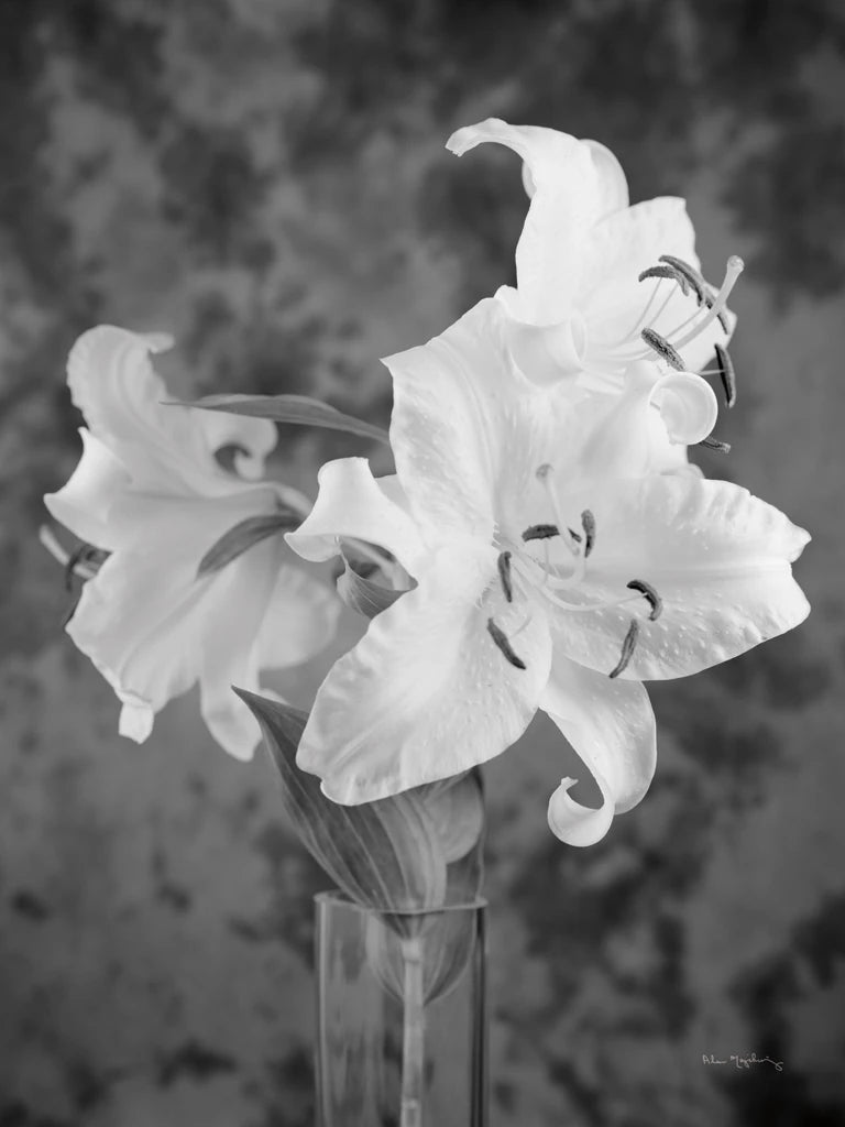 Orient Lily II by Alan Majchrowicz