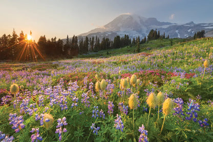 Paradise Wildflower Meadows I by Alan Majchrowicz. SKU 81530i. Archival Giclee Fine art print for wall decor.