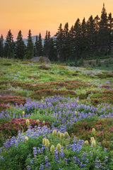 Paradise Wildflower Meadows III by Alan Majchrowicz. SKU 81532h. Archival Giclee Fine art print for wall decor.