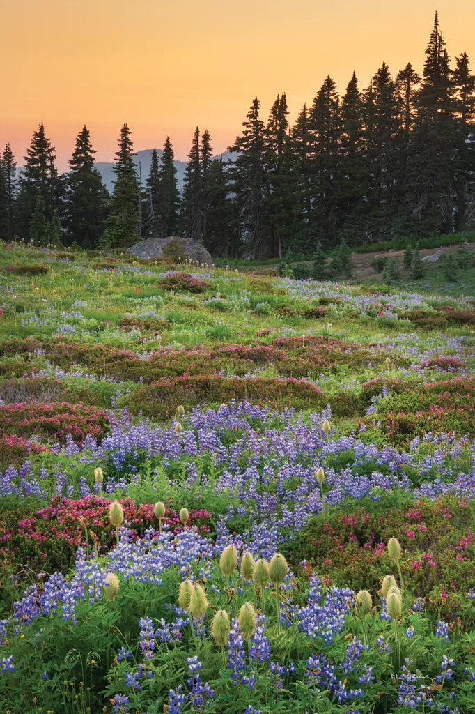 Paradise Wildflower Meadows III by Alan Majchrowicz. SKU 81532h. Archival Giclee Fine art print for wall decor.