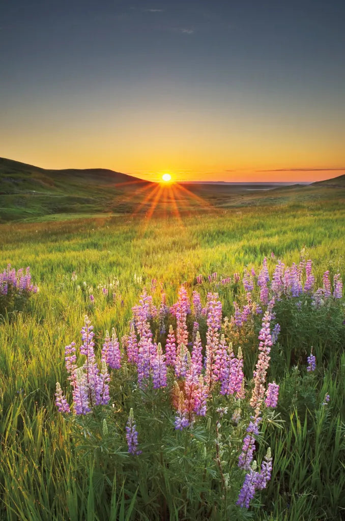 Prairie Sunrise by Alan Majchrowicz. SKU 53743h. Archival Giclee Fine art print for wall decor.