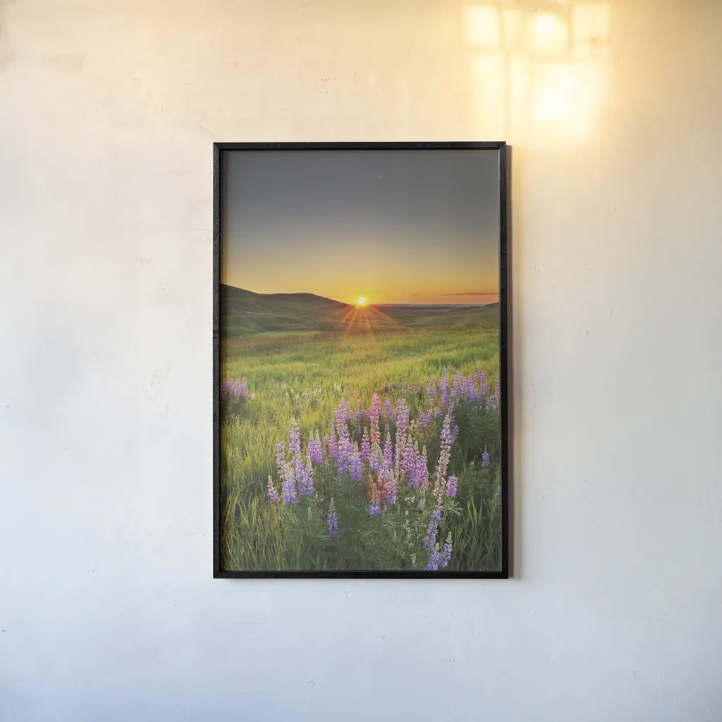 Prairie Sunrise by Alan Majchrowicz. shown as a paper print in a black flame. Available as a archival giclee rolled canvas, fine art paper, or poster print. SKU 53743h.