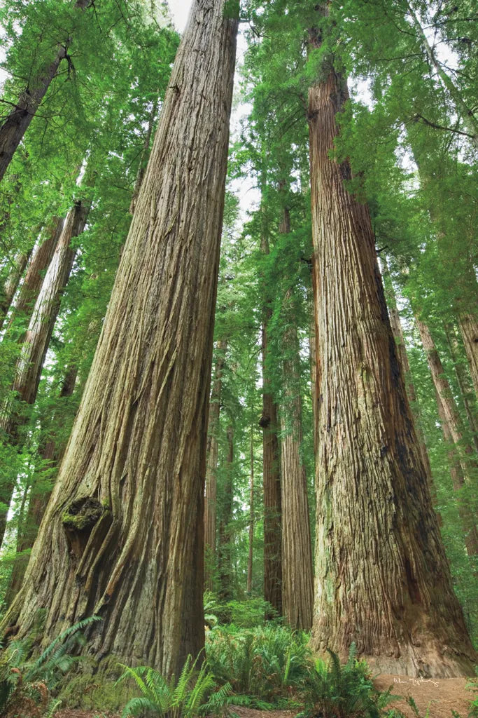 Redwoods Forest I by Alan Majchrowicz. SKU 30205h. Archival Giclee Fine art print for wall decor.