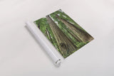 Redwoods Forest I by Alan Majchrowicz. shown as a rolled paper print. Available as archival giclee rolled canvas, fine art paper, or poster print. SKU 30205h.