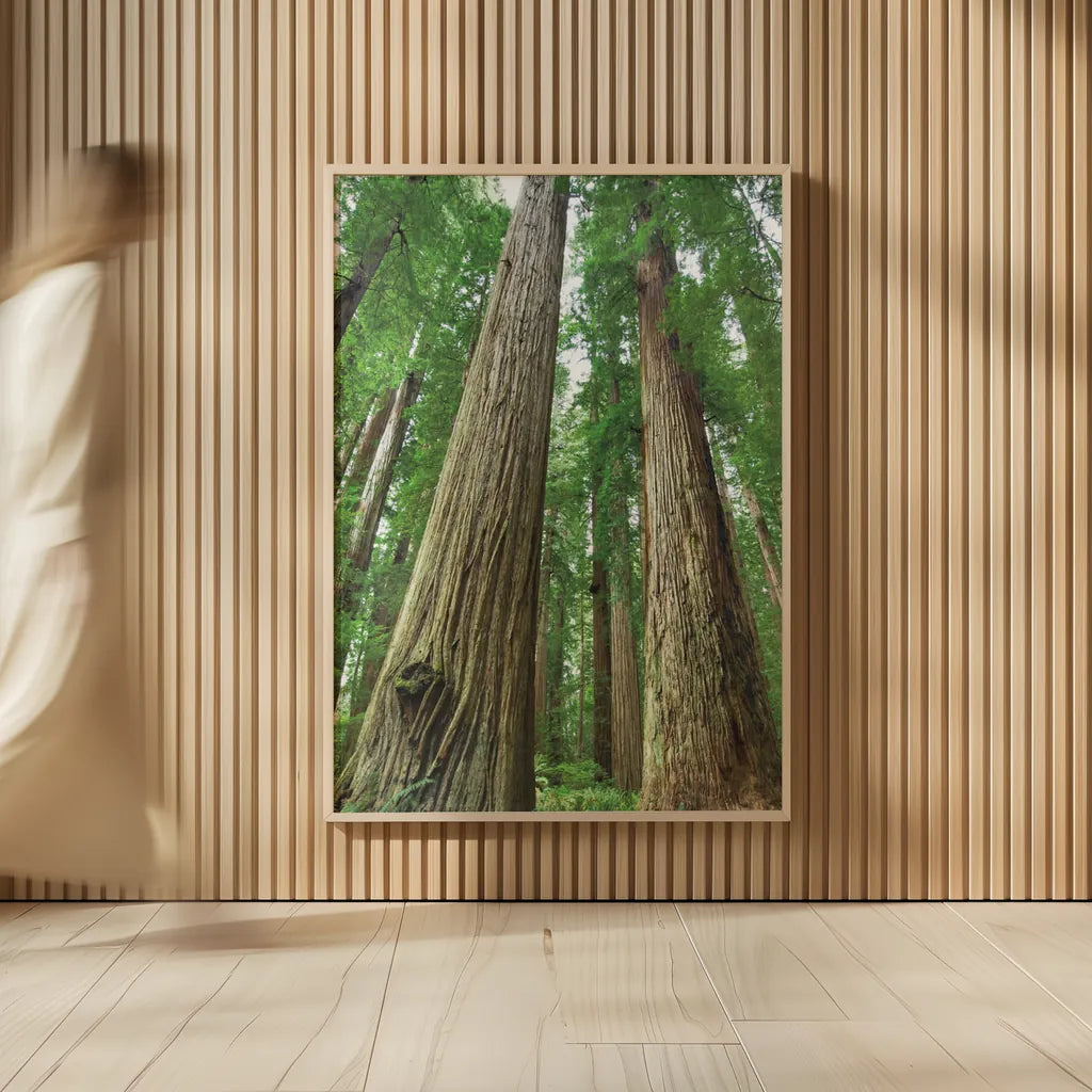 Redwoods Forest I by Alan Majchrowicz. shown as over sized large wall art. Available as an archival giclee rolled canvas, fine art paper, or poster print. SKU 30205h.