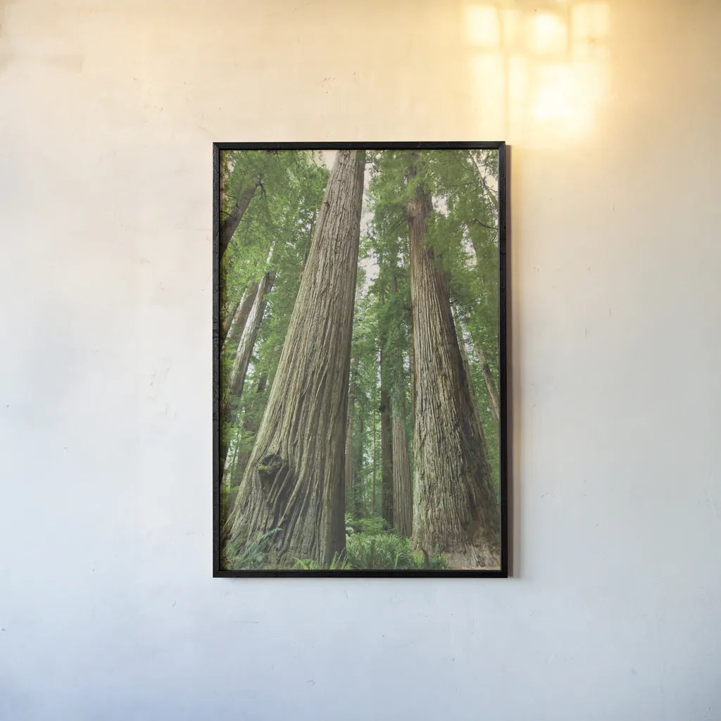 Redwoods Forest I by Alan Majchrowicz. shown as a paper print in a black flame. Available as a archival giclee rolled canvas, fine art paper, or poster print. SKU 30205h.