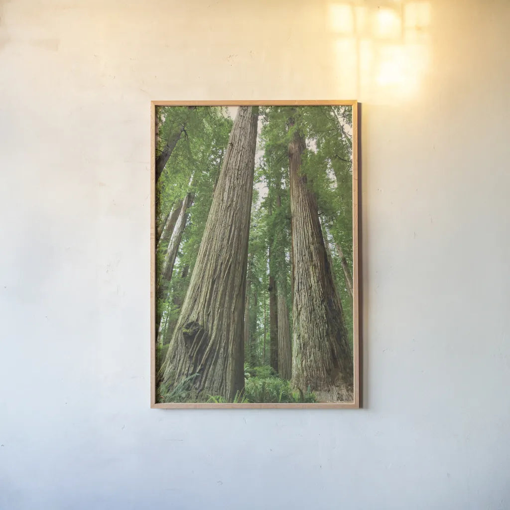 Redwoods Forest I by Alan Majchrowicz. shown as a paper print in a natural frame. Available as a archival giclee rolled canvas, fine art paper, or poster print. SKU 30205h.