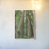 Redwoods Forest I by Alan Majchrowicz. shown as a paper print in a white frame. Available as a archival giclee rolled canvas, fine art paper, or poster print. SKU 30205h.