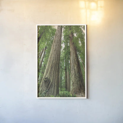 Redwoods Forest I by Alan Majchrowicz. shown as a paper print in a white frame. Available as a archival giclee rolled canvas, fine art paper, or poster print. SKU 30205h.