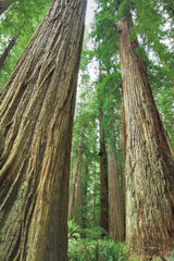 Redwoods Forest II by Alan Majchrowicz. SKU 30206h. Archival Giclee Fine art print for wall decor.