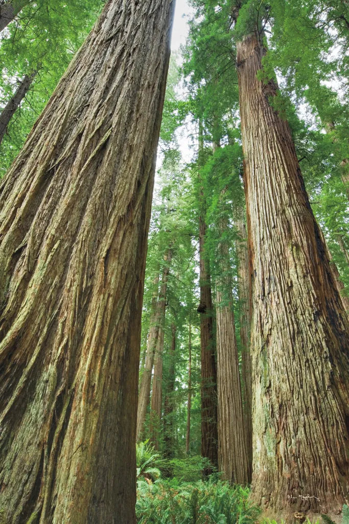 Redwoods Forest II by Alan Majchrowicz. SKU 30206h. Archival Giclee Fine art print for wall decor.