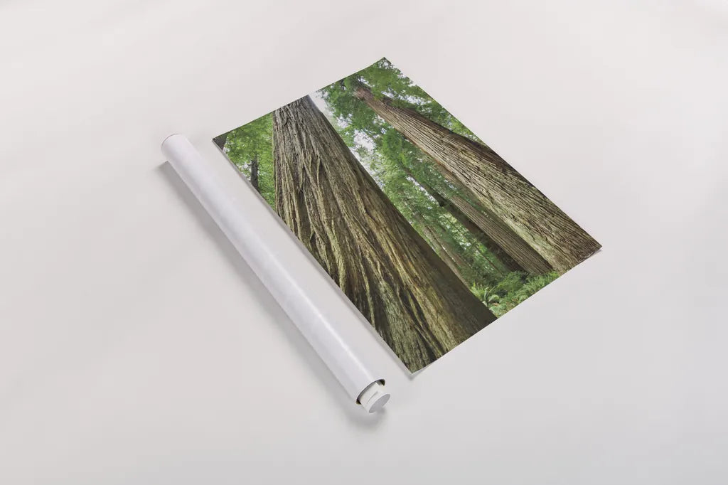 Redwoods Forest II by Alan Majchrowicz. shown as a rolled paper print. Available as archival giclee rolled canvas, fine art paper, or poster print. SKU 30206h.