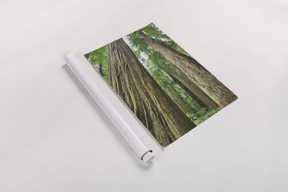 Redwoods Forest II by Alan Majchrowicz. shown as a rolled paper print. Available as archival giclee rolled canvas, fine art paper, or poster print. SKU 30206h.