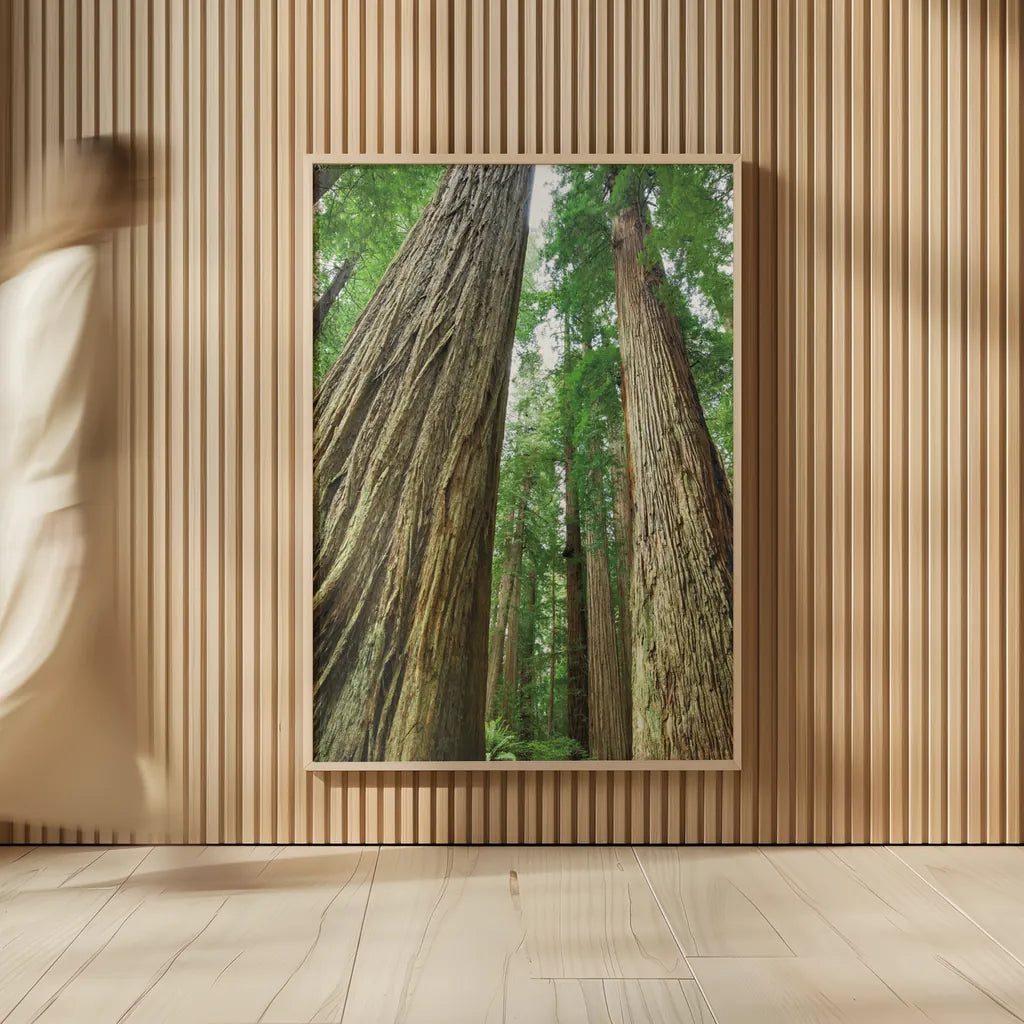 Redwoods Forest II by Alan Majchrowicz. shown as over sized large wall art. Available as an archival giclee rolled canvas, fine art paper, or poster print. SKU 30206h.
