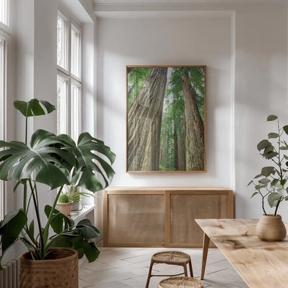 Redwoods Forest II by Alan Majchrowicz. shown as a print in a natural wood frame in a dining room. Available as a archival giclee rolled canvas, fine art paper, or poster print. SKU 30206h.
