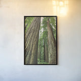 Redwoods Forest II by Alan Majchrowicz. shown as a paper print in a black flame. Available as a archival giclee rolled canvas, fine art paper, or poster print. SKU 30206h.