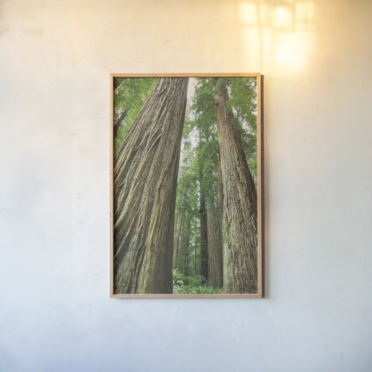 Redwoods Forest II by Alan Majchrowicz. shown as a paper print in a natural frame. Available as a archival giclee rolled canvas, fine art paper, or poster print. SKU 30206h.