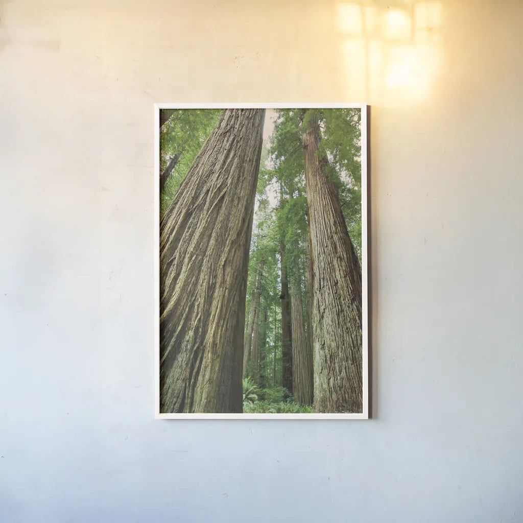 Redwoods Forest II by Alan Majchrowicz. shown as a paper print in a white frame. Available as a archival giclee rolled canvas, fine art paper, or poster print. SKU 30206h.