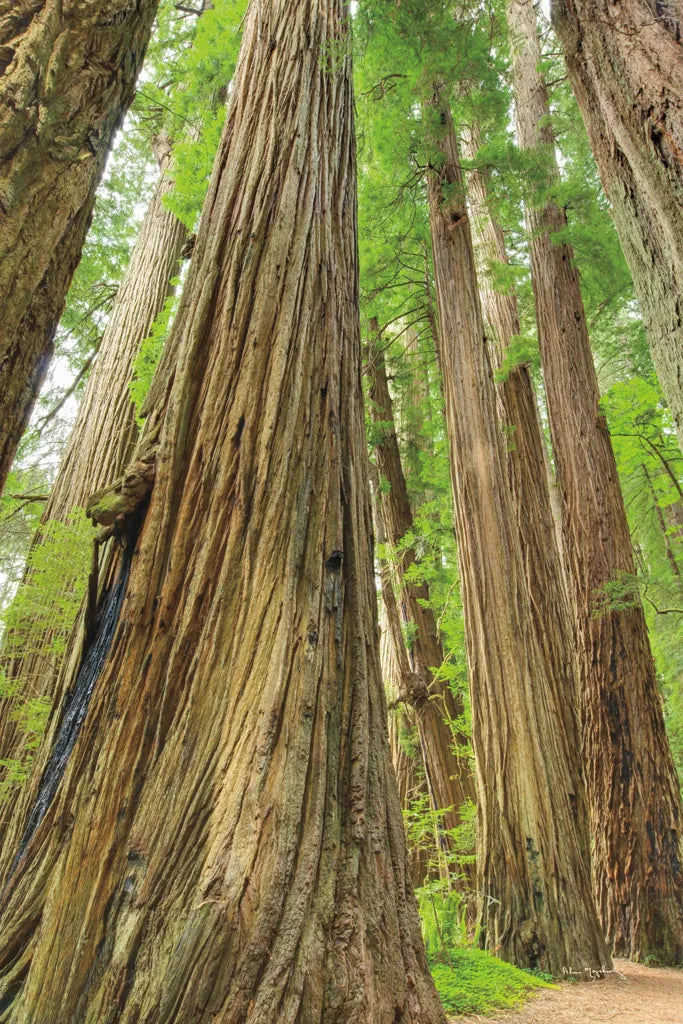 Redwoods Forest III by Alan Majchrowicz. SKU 30207h. Archival Giclee Fine art print for wall decor.