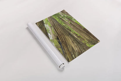 Redwoods Forest III by Alan Majchrowicz. shown as a rolled paper print. Available as archival giclee rolled canvas, fine art paper, or poster print. SKU 30207h.