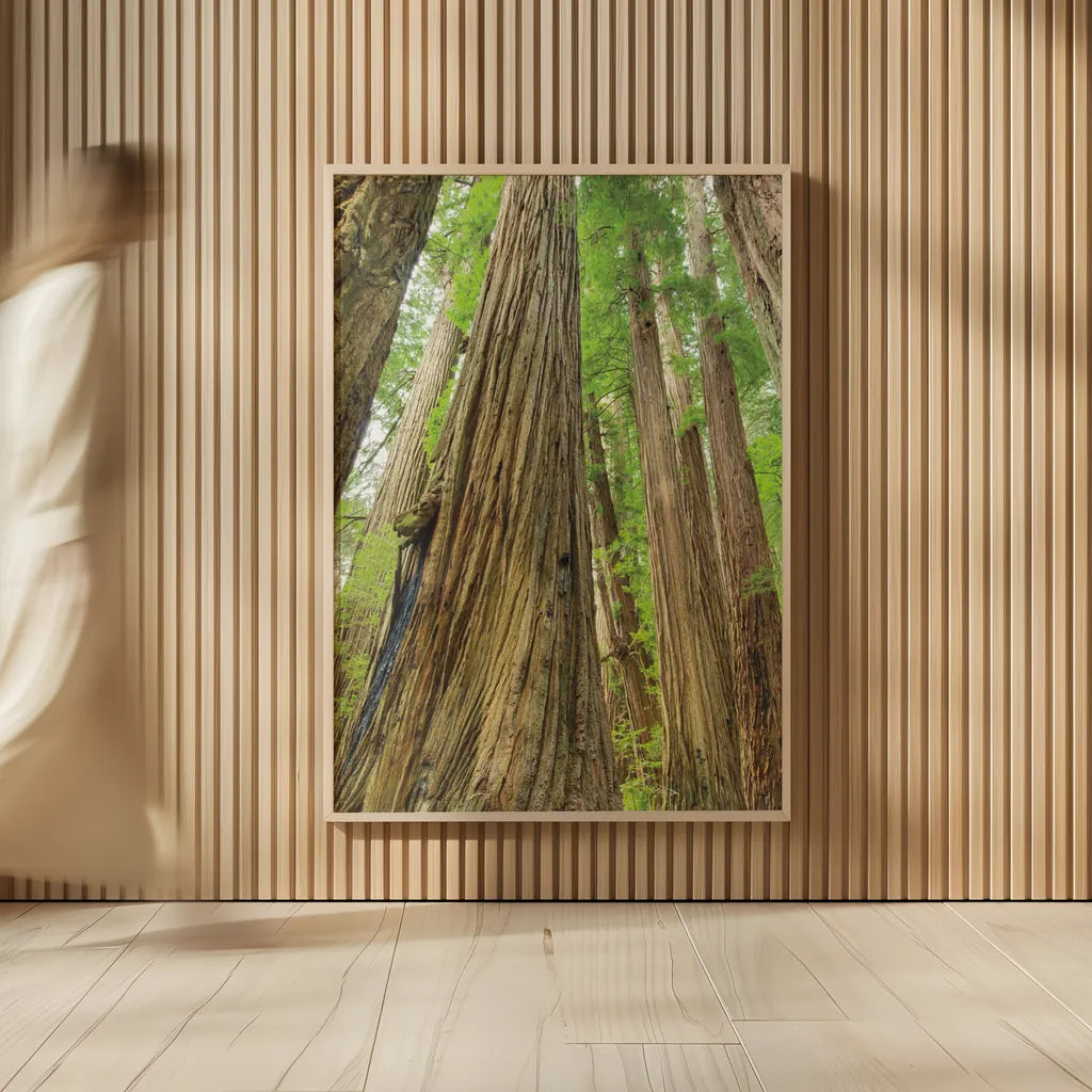 Redwoods Forest III by Alan Majchrowicz. shown as over sized large wall art. Available as an archival giclee rolled canvas, fine art paper, or poster print. SKU 30207h.