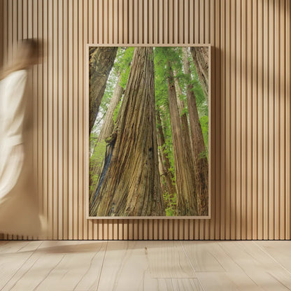 Redwoods Forest III by Alan Majchrowicz. shown as over sized large wall art. Available as an archival giclee rolled canvas, fine art paper, or poster print. SKU 30207h.