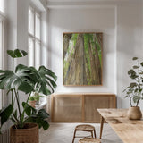 Redwoods Forest III by Alan Majchrowicz. shown as a print in a natural wood frame in a dining room. Available as a archival giclee rolled canvas, fine art paper, or poster print. SKU 30207h.