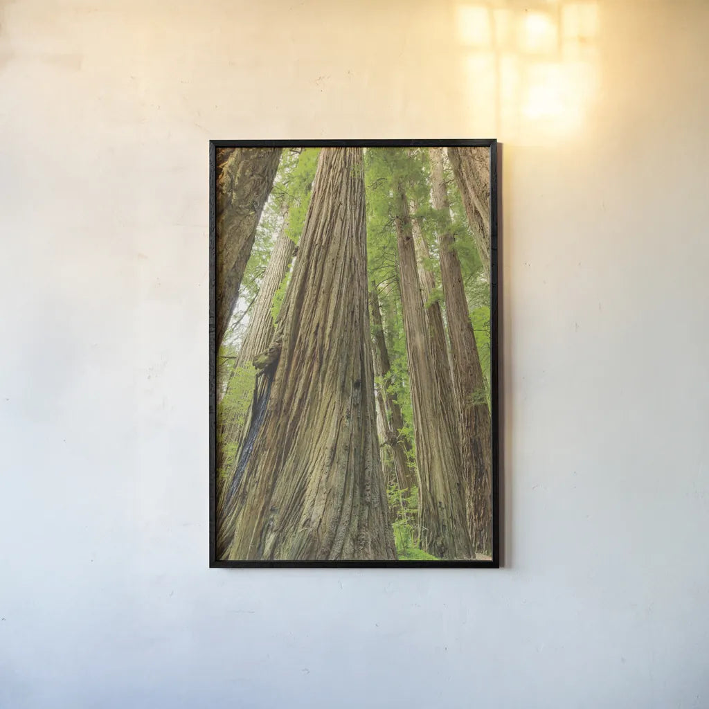 Redwoods Forest III by Alan Majchrowicz. shown as a paper print in a black flame. Available as a archival giclee rolled canvas, fine art paper, or poster print. SKU 30207h.